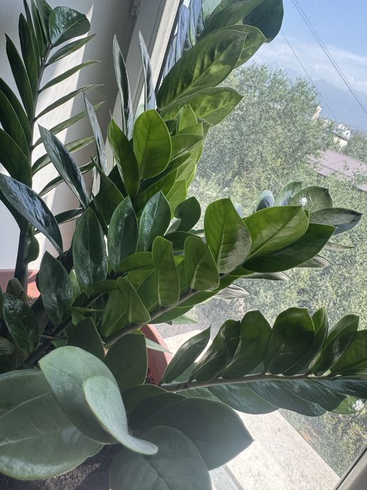 Доллоровое  комнатное растение