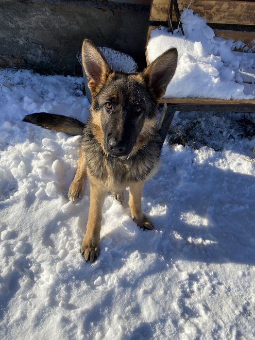 Немечкая овчарка