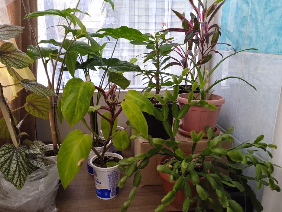 Продажа комнатных цветов