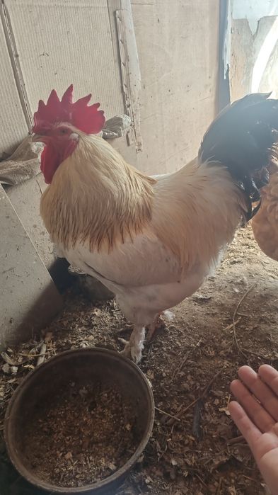 Продам Петухов на племя