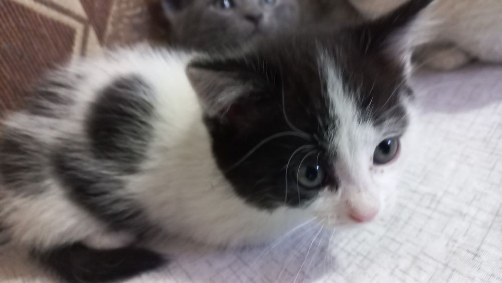 Отдам  котенка девочка  хорошие руки