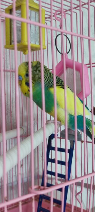 Продам Кешу. Вместе с клеткой.