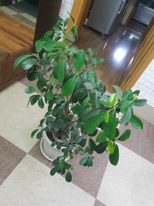 Bonsai Ficus Ginseng 25 de Ani, 70 cm