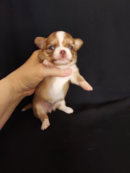 Продаю щенков чихуахуа