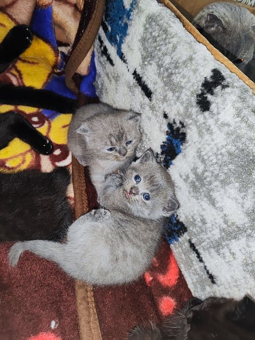 Мушук боллари Scottish Fold