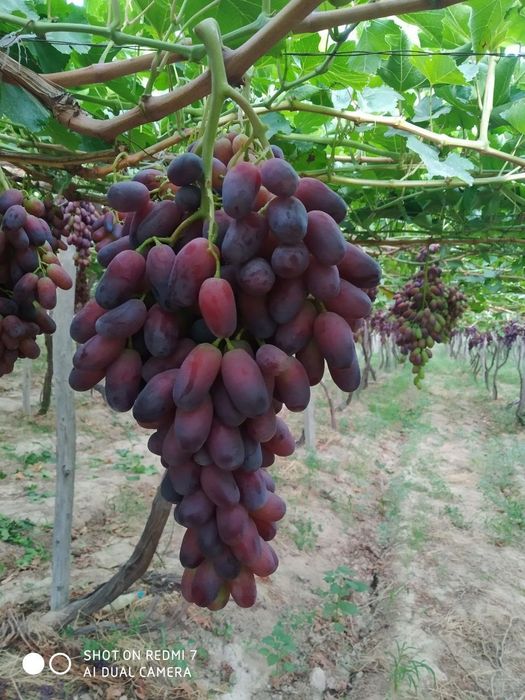 Узум бог парваришига богбон лар бор