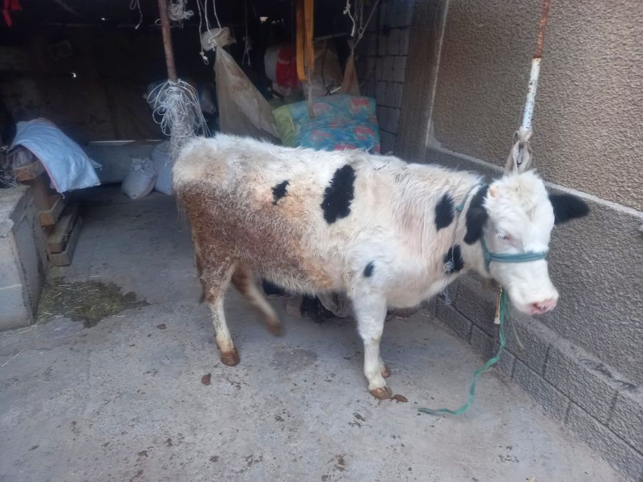 Бұзау сатамын қашар