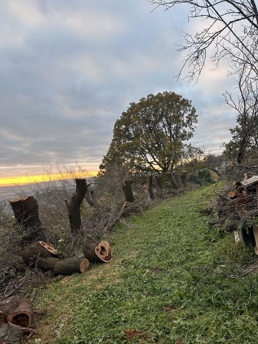 Рязане на дървета, санитарна сеч, дробене на клони, извозване