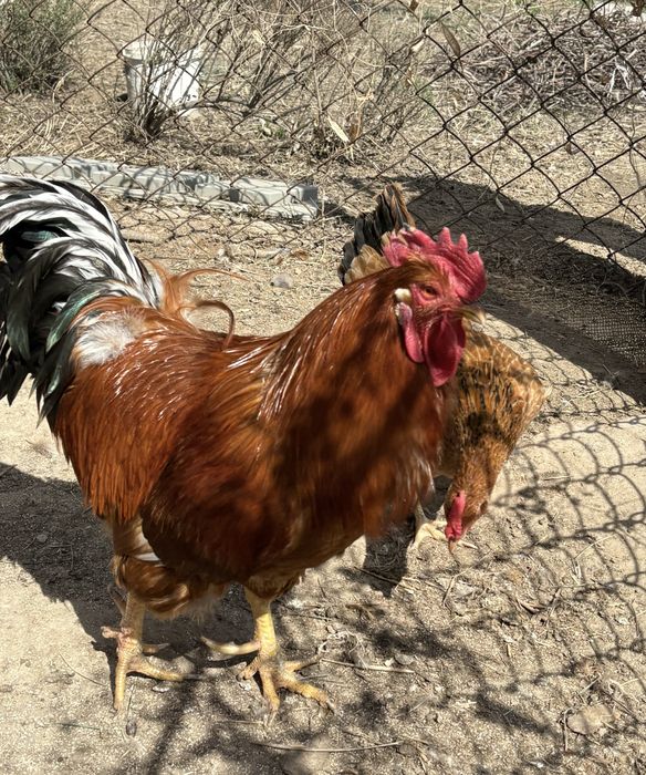 Продам петухов Первомайски,Кучин