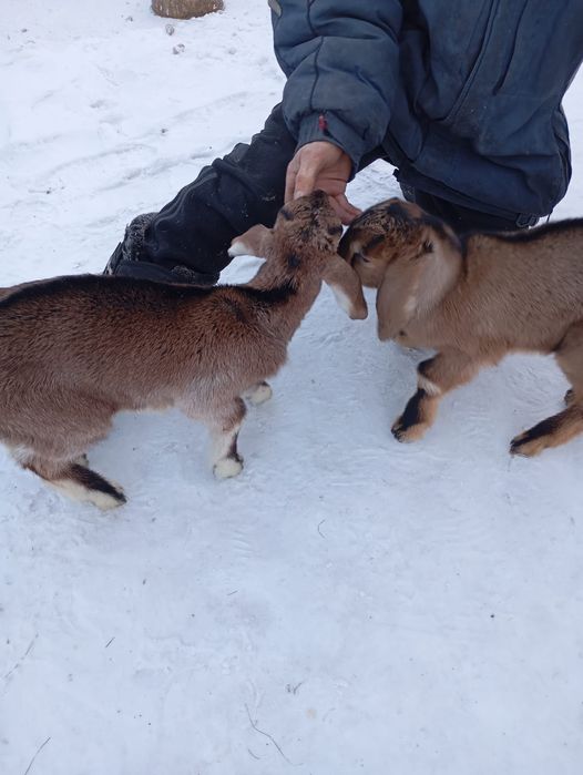 Козлята мальчики
