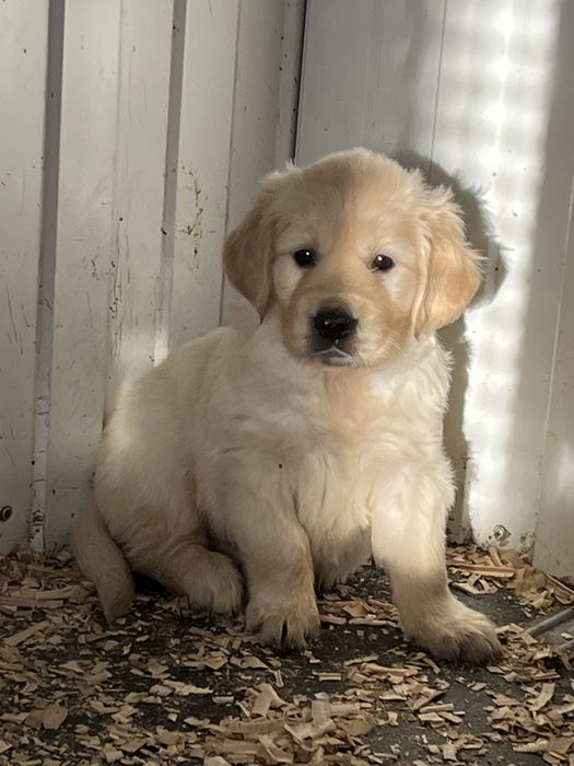 Золотистый ретривер