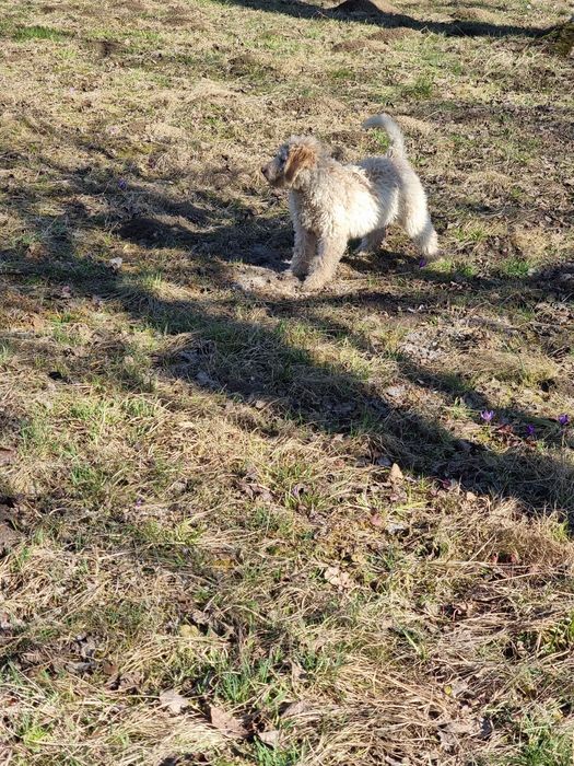 Lagotto își caută stăpân