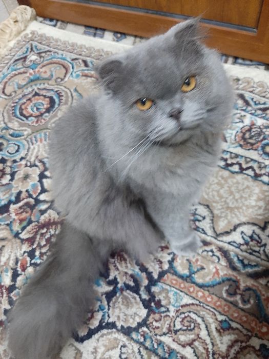 Ўғил  скоттиш фолд