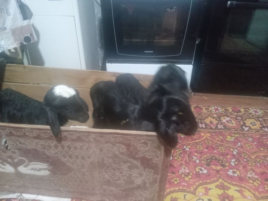 Қозылар сатылар,соскаға үйренген