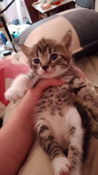 Отдам котят в хорошие руки