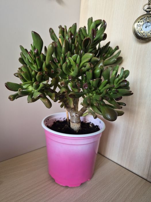 Crassula «Hobbit» (Крассула Хоббит)