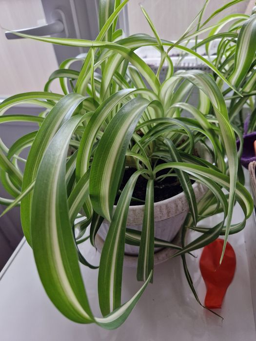 Продам  хлорофитум