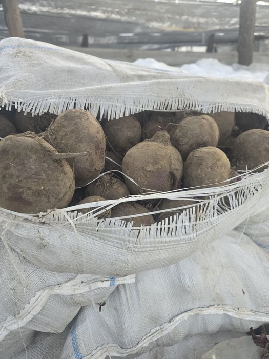 Sfeclă roșie de vanzare