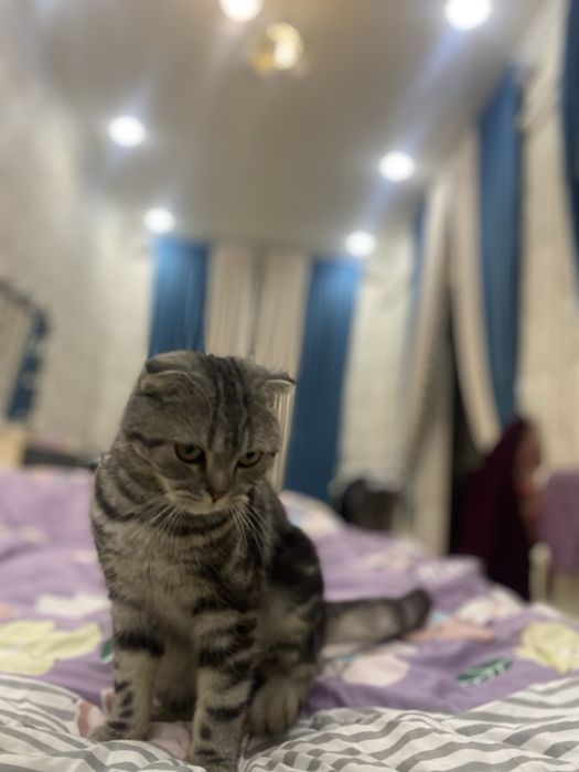 Skottish fold õğil bola kelashamiz