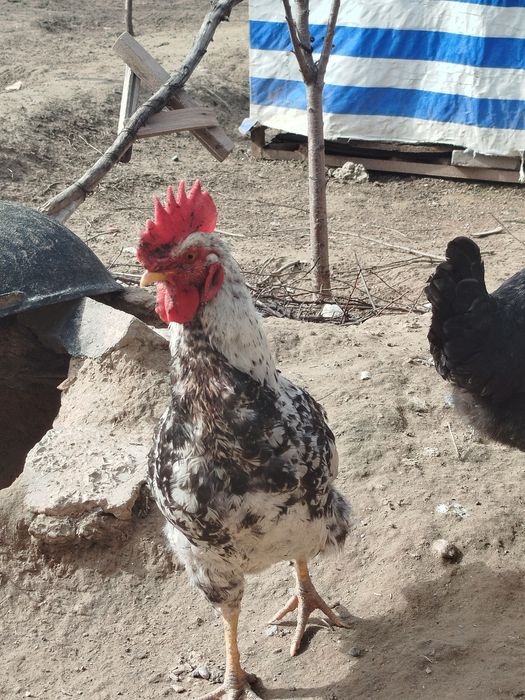 Куры тауықтар ,қораз