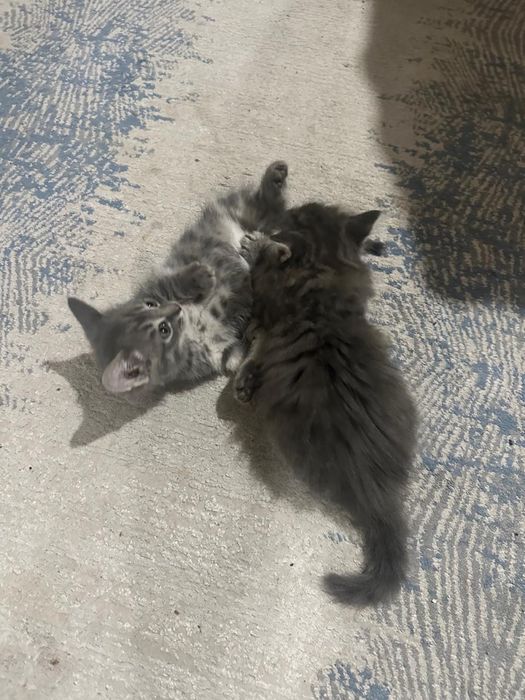 Котята британские смесь
