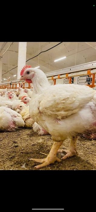 Puii albi de carne si puii rasa mixta