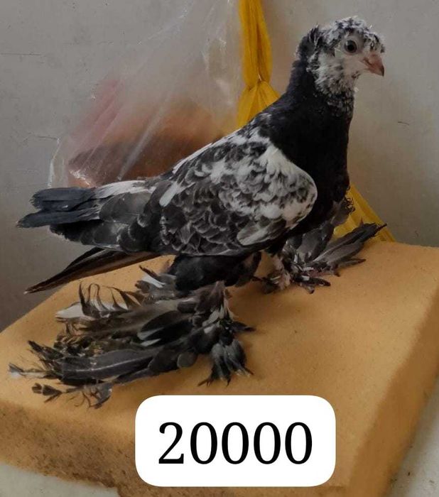 Продам голубей...