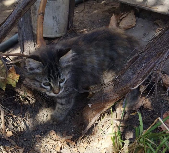 Котята г.Шу кошка кот