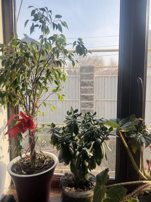 Продам комнатные цветы