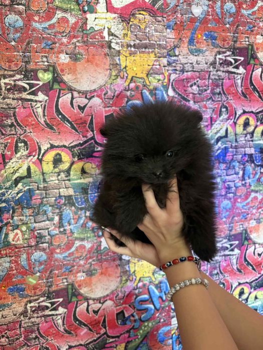 Померани 2 момчета и 1 момиченце