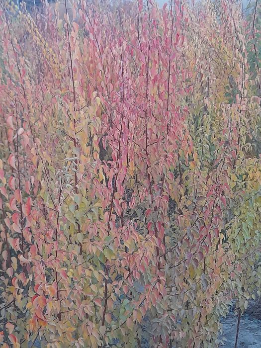 Zaldori shaftoli atirgul nihollari sotiladi