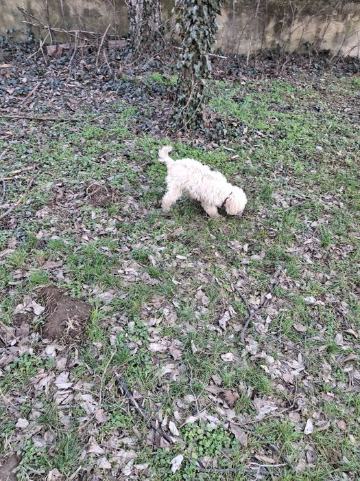 Женско куче логото за гъби