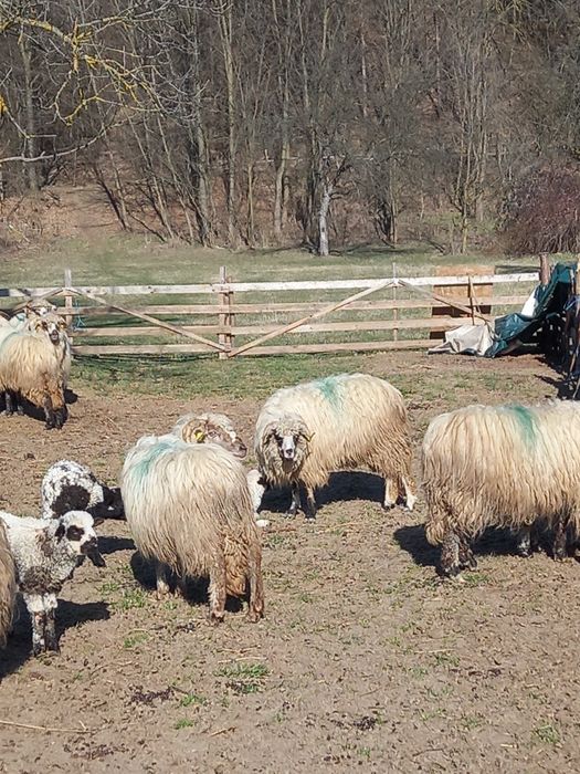 Oi cu miei noatine și berbeci 550