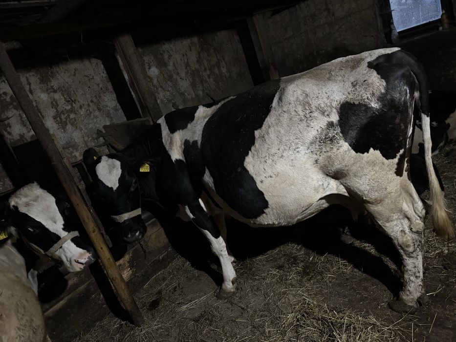 Vaca gestanta in luna 8