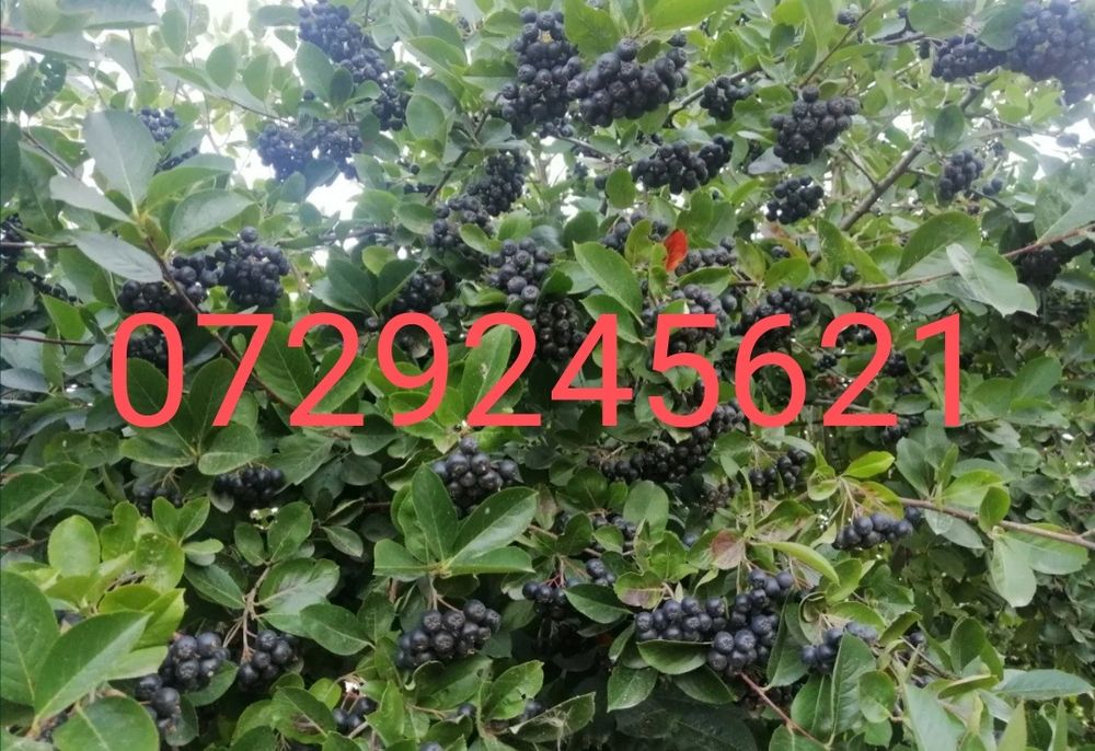 Aronia nero în vârstă de 3 ani