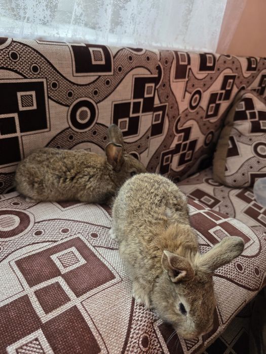 Продам кроликов  месячных