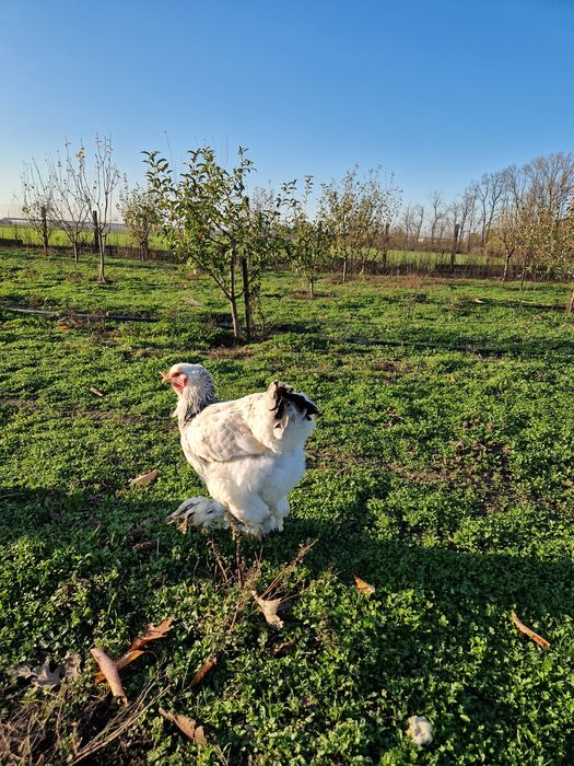 Familie Brahma HD 1+1 an 2024