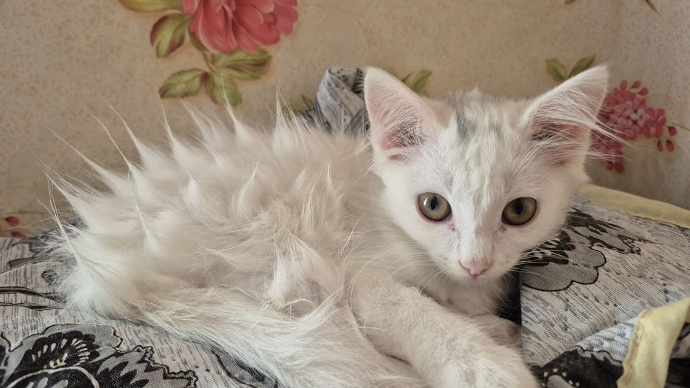 Отдам котёнка (девочка) бесплатно