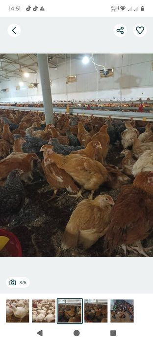 Bună ziua pui rasa mixta albi