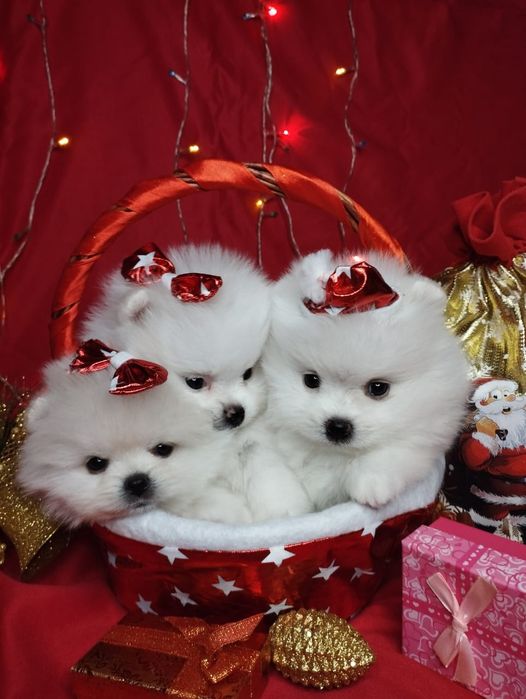 Щенки шпица мини