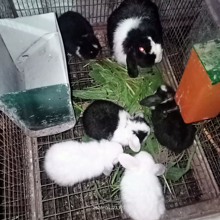 Средний баранчалар сотилади