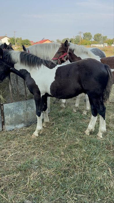 De vanzare manji pinto