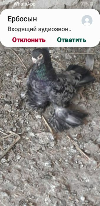 Шелкарь чубатый на продажу