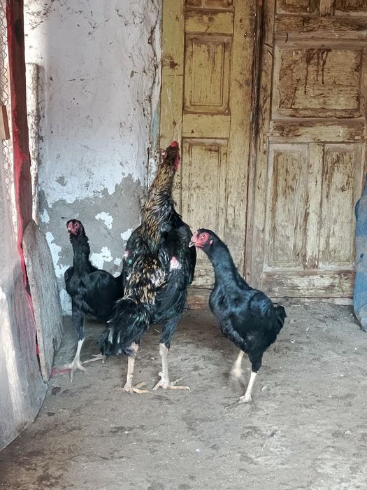 Dakan xo'roz 2 ta mokiyoni bilan birga