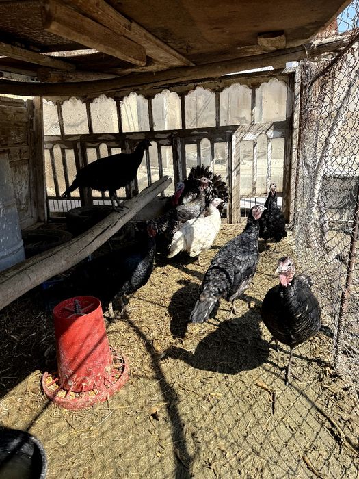 Индюклар сотилади Тоза парода