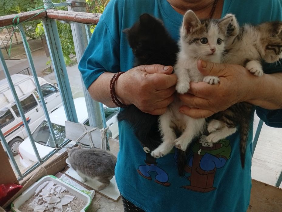 БЕСПЛАТНО котята домашние мальчики