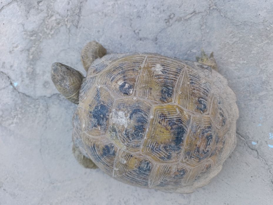 Toshbaqa sotiladi