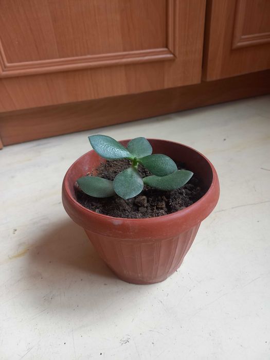 Продам комнатные цветы