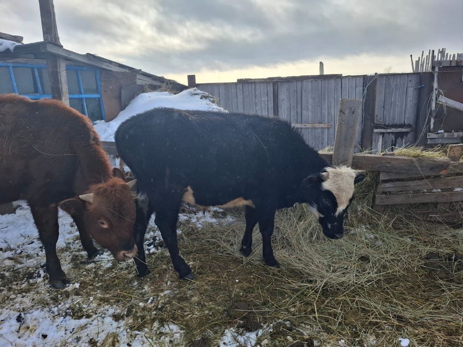 Продам КРС бычки 4 шт