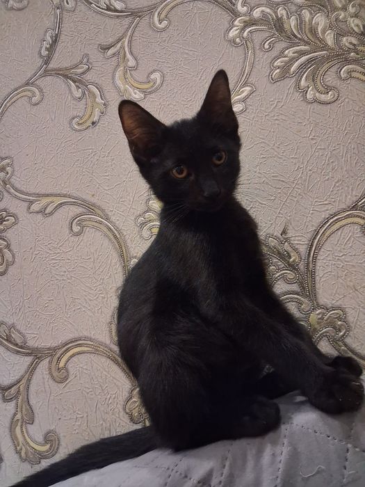 Самарканд.  Домашние котята
